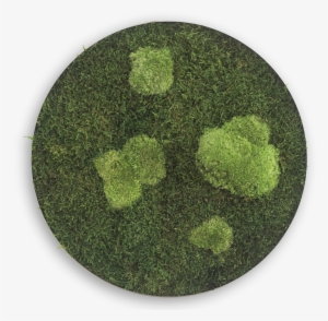 Flat En Pole Moss Circle ⍉ 34 Cms - Ellipsoidal Wood & Ball Moss 34