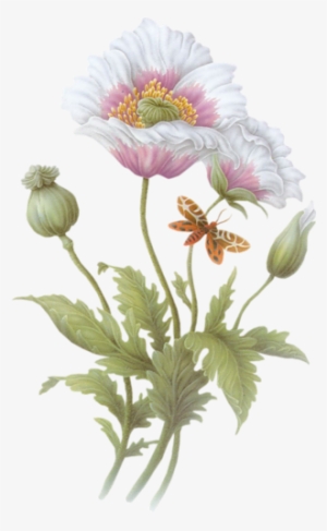 0 8fb50 46d8af26 Xl - Hebrew 11 Vs 1