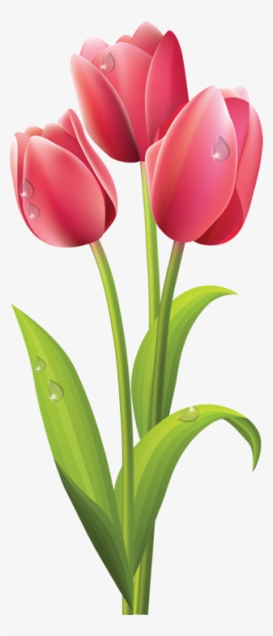 Me Gusta Estos Tulipanes Tienes Que Pintarlos Ya Veras - Tulip Flower Good Morning
