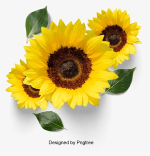 Beautiful Fresh Flower Petals, Flowers, Petals, Leaves - Flower