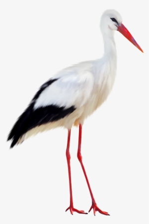 Stork Transparent Image - Stork Png