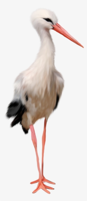 Download - Stork Png