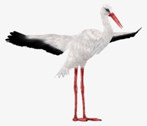 Stork - White Stork Png