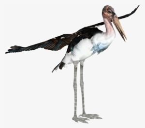 Marabou Stork - Mariibou Stork