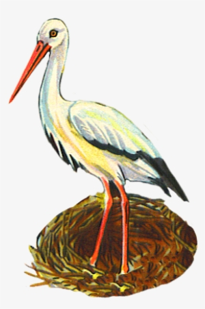 Birds - Stork Cliparts