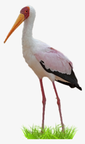 Yellow-billed Stork - Ciconiiformes