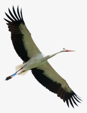 Storks - Cigognes Png