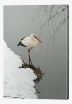 White Stork