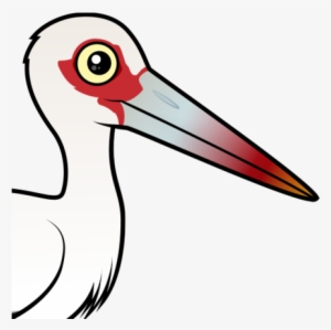 About The Maguari Stork - Maguari Stork