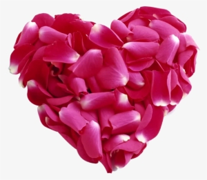 Pink Rose Petal Heart Png - Very Beautiful Pictures Of Roses