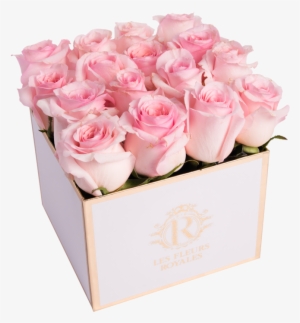 Rose Petal Pink - Garden Roses