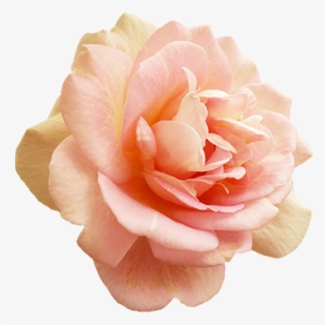 Valentine's Day Pink Rose - Blush Pink Rose Png