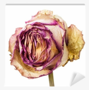 Closeup Of Withered And Dried Pink And Yellow Rose - Yellow