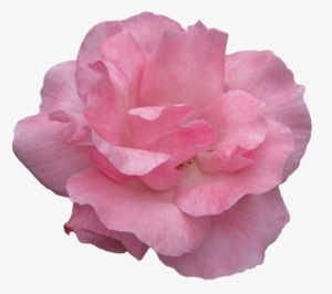 Pink Rose Clipart Garden - Garden Roses