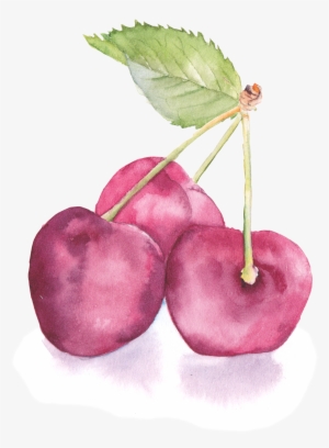 Banner Freeuse Flowers Painting Cherry Transprent Png