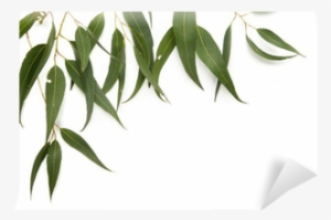 Gum Tree Leaves Png
