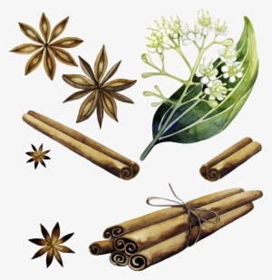 Cinnamon Vector Plant - Illustration Cinnamon Png