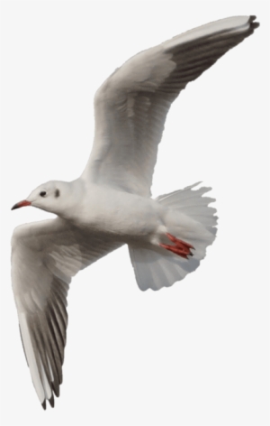 Free Png Gull Png Images Transparent - Seagull Flying Png
