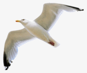Free Png Gull Png Images Transparent - Gull Png