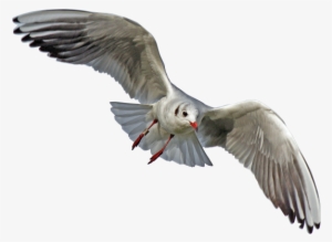 Gulls Png File - Sea Birds Transparent Background