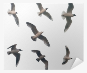 Aves Volando Con Fondo Blanco
