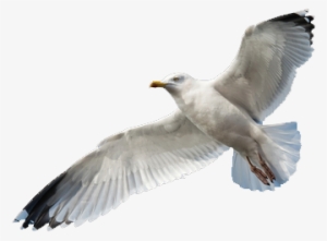 Common Gull - Seagulls With No Background