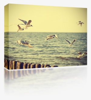 Seagulls Soaring - Vintage