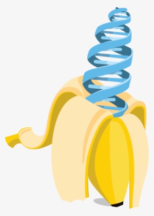 Banana - Banana Dna Png