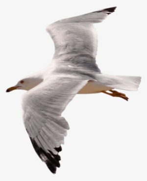 Free Png Gull Png Images Transparent - Oiseau Qui Vole Fond Blanc