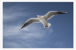 European Herring Gull