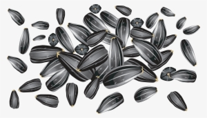 Sunflower Clipart Sunflower Seed - Sunflower Seeds Vector Free