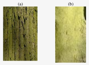 Algae On The Rough Bark (b) Algae On The Smooth - Smooth Vs Rough Bark