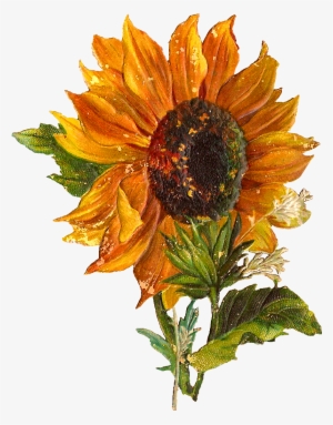 Vintage Sunflower Png