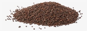 Brown Mustard Seeds Have Extremely Sharp, Tart Taste, - Mustard