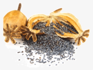 Poppy Seeds-0 - Poppy Seed Plant Png
