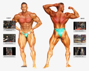 Workouts - Bodybuilding