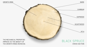 A Noble Species - Chantiers Chibougamau