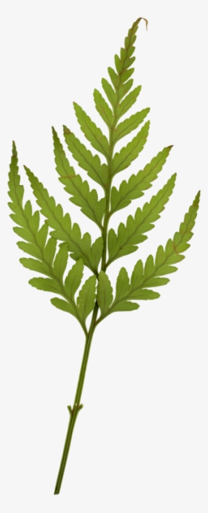 Randioh Shadesofblue El Flowerfabric - Swiss Cheese Plant