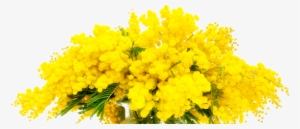 The Mimosa - Frasi Sulle Donne 8 Marzo