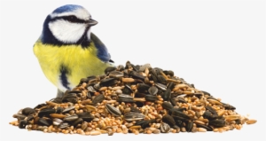 Startseite - Garden Birds (collins Gem)