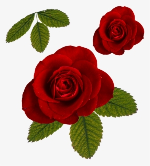 Leaf Roses Png - Rose And Leaf Png