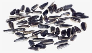 Sunflower Seeds Png Image - Семечки Подсолнуха Png