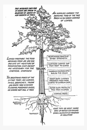 Anatomy Of A Tree Diagram - Part Of A Tree And Their Functions ...