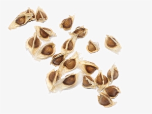 Moringa Seed Png
