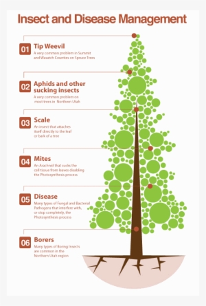 An Infograph Highlighting Disease And Insect Management - Christmas Tree