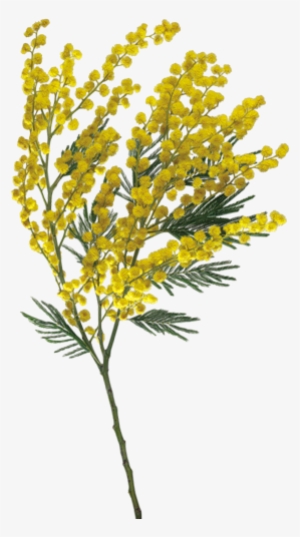 Tubes Fleurs - Per La Festa Della Donna