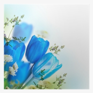 Blue Tulips With Mimosa, Spring Background Poster • - Blue