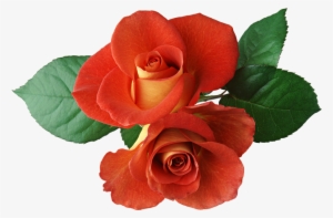 Two Roses Clipart - Photoshop Rose Brushes