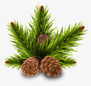 Pinheiro Pine Cones Tree Branch Rama Leave - Conos De Pino Png