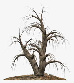 Desert Tree Png Clipart Black And White Stock - Illustration